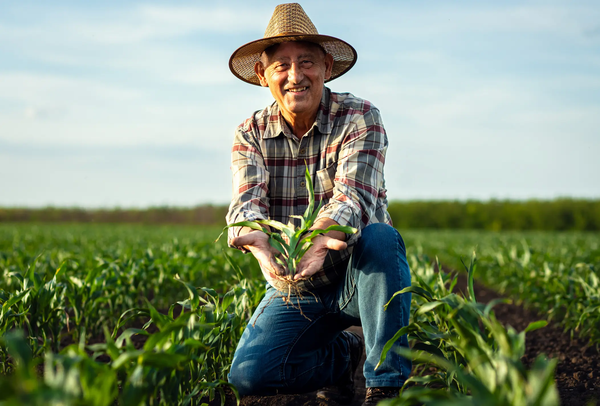 Ganado sano alimentado con balanceados Edén